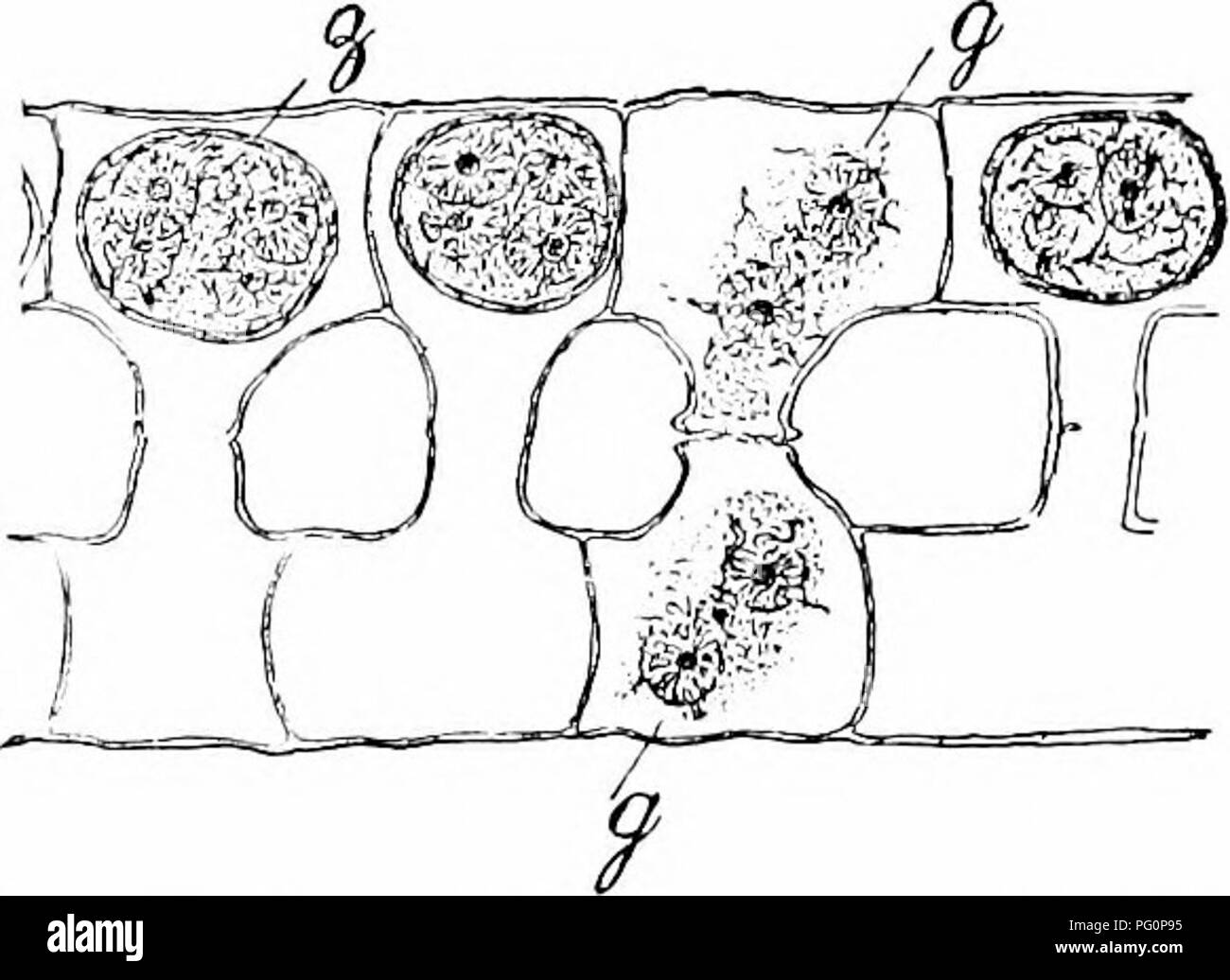Reproduction from spores hires stock photography and images Alamy