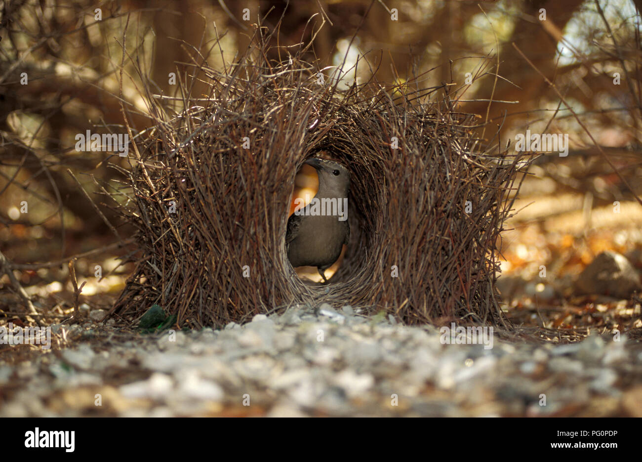 The Greater Bowerbird (Chlamydera nuchalis) is a common resident of Northern Australia. Seen here inside it’s bower. Stock Photo