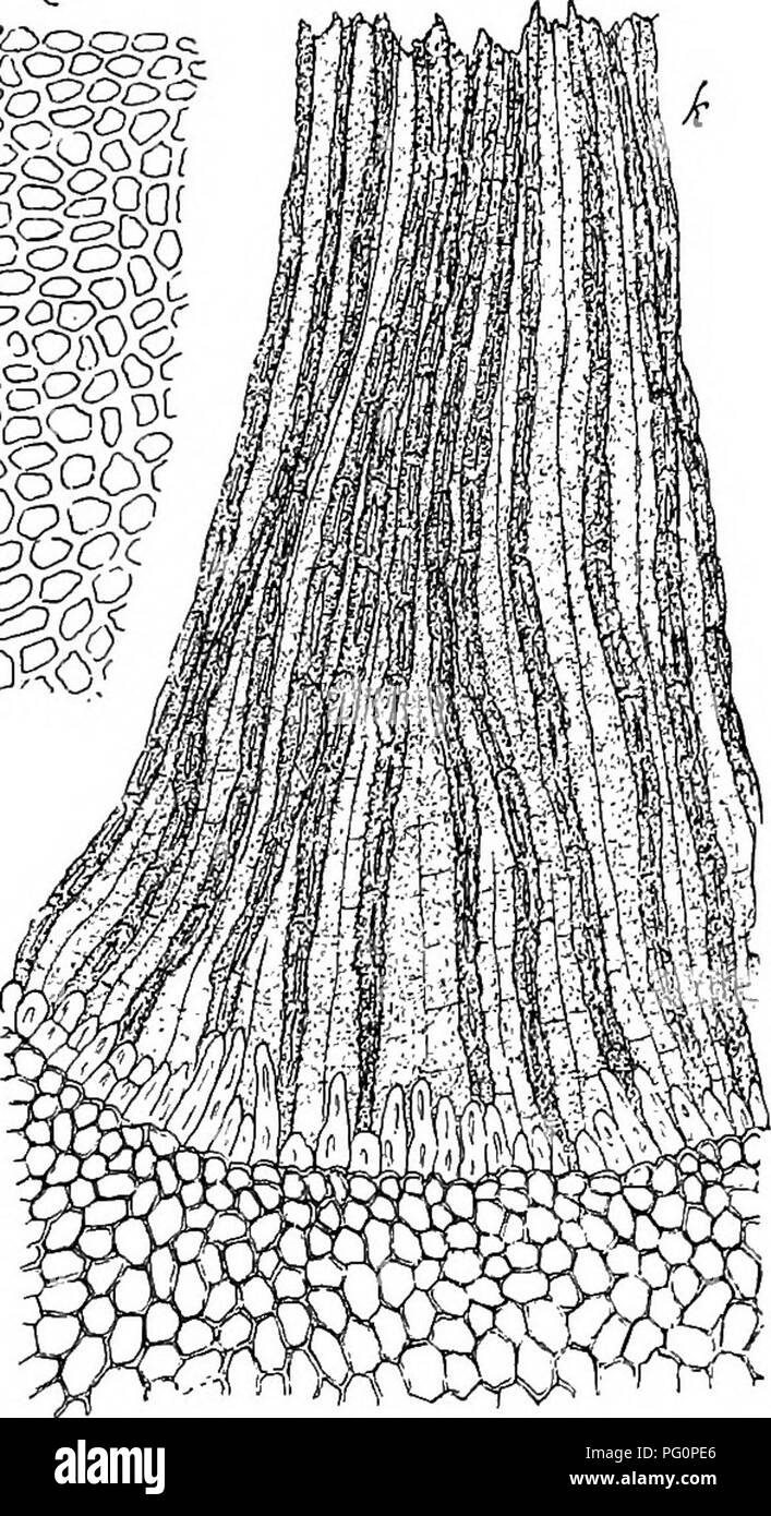 . Flore de Buitenzorg. Botany. Biphyscium rapesire Dz. et Mkb. a. Habitusbild (nat. Giosse). /. Querschnitt durch deo Blattrand i-i-i. 6. Desgl. J.   ff. Rippenquersohuitt ini unteren Blattteil iii. c. Untere SteDgelblatter y. i. Perichaetialblatt. '/. d. Obere Blatter '/• «• Deckel mit Hnube Y- 6^. Blattzellea -ii^. A. Peristom iii. lang grannenf6rmig, einschichtig, die innerea zartwandig, hautig, breitoval, oben zweispaltig und gezahnelt, mit lang. Please note that these images are extracted from scanned page images that may have been digitally enhanced for readability - coloration and appea Stock Photo