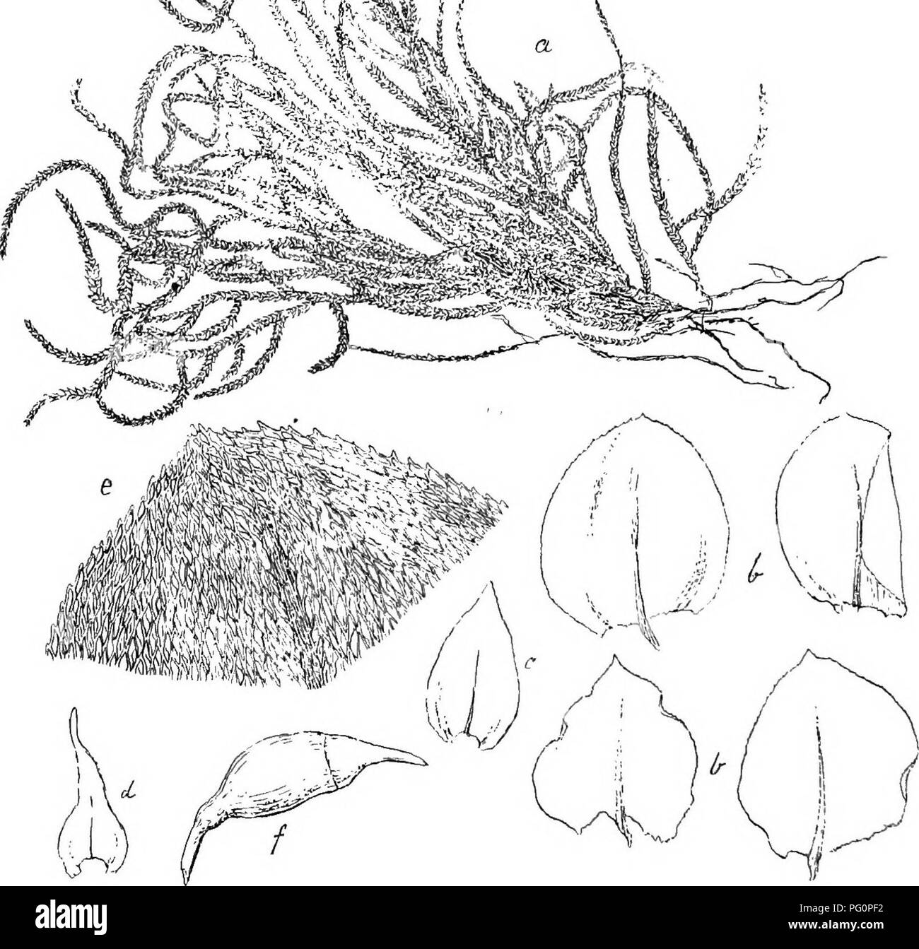 . Flore de Buitenzorg. Botany. 1588 breit, am flachen Blattraud mehr oder minder deutlich klein gezahnelt; die Nieder- und Flagellenblatter kleiner, schmaler imd langer zugespitzt. Eippe einfach, kraftig, allmahlich diinner, zuweilen oben gespalten und weit vor der Blattspitze endend. Fig. 242.. Platylnjpnidium Mnllnri (Lao.) Flsoh. a. Habilusbild (natiirl. Grosse) d. Flngellenblatter ',&quot;• b. Stengelbliittcr ',». e. Blattspitze &quot;/. o. Niedorbliitter ',?. /, Sporogon J. Blattzellen derbwandig, verlangert rhomboidisch, 5—7 ft. breit und bis 10 mal so lang, chloroplastenmch, gegen die B Stock Photo