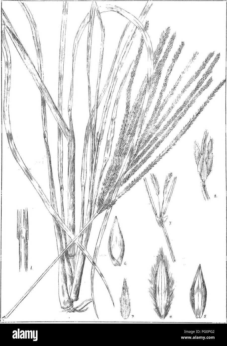 . Natal plants : Descriptions and figures of Natal indigenous plants, with notes on their distribution, economic value, native names, &amp;c., / by J. Medley Wood and Maurice S. Evans. Published under the auspices of Natal Government and Durban Botanic Society. Botany. Plafe 111. Digitapia eriantha, S/eud. Please note that these images are extracted from scanned page images that may have been digitally enhanced for readability - coloration and appearance of these illustrations may not perfectly resemble the original work.. Wood, John Medley, 1827-1914; Evans, Maurice S. (Maurice Smethurst), 18 Stock Photo