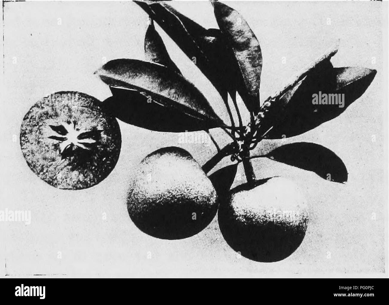 . Tropical agriculture : the climate, soils, cultural methods, crops, live stock, commercial importance and opportunities of the tropics . Agriculture. Amatungula or Natal Plum, Fruit and Flower. Sapouilla from Florida. Please note that these images are extracted from scanned page images that may have been digitally enhanced for readability - coloration and appearance of these illustrations may not perfectly resemble the original work.. Wilcox, Earley Vernon, 1869-. New York ; London : D. Appleton and Company Stock Photo
