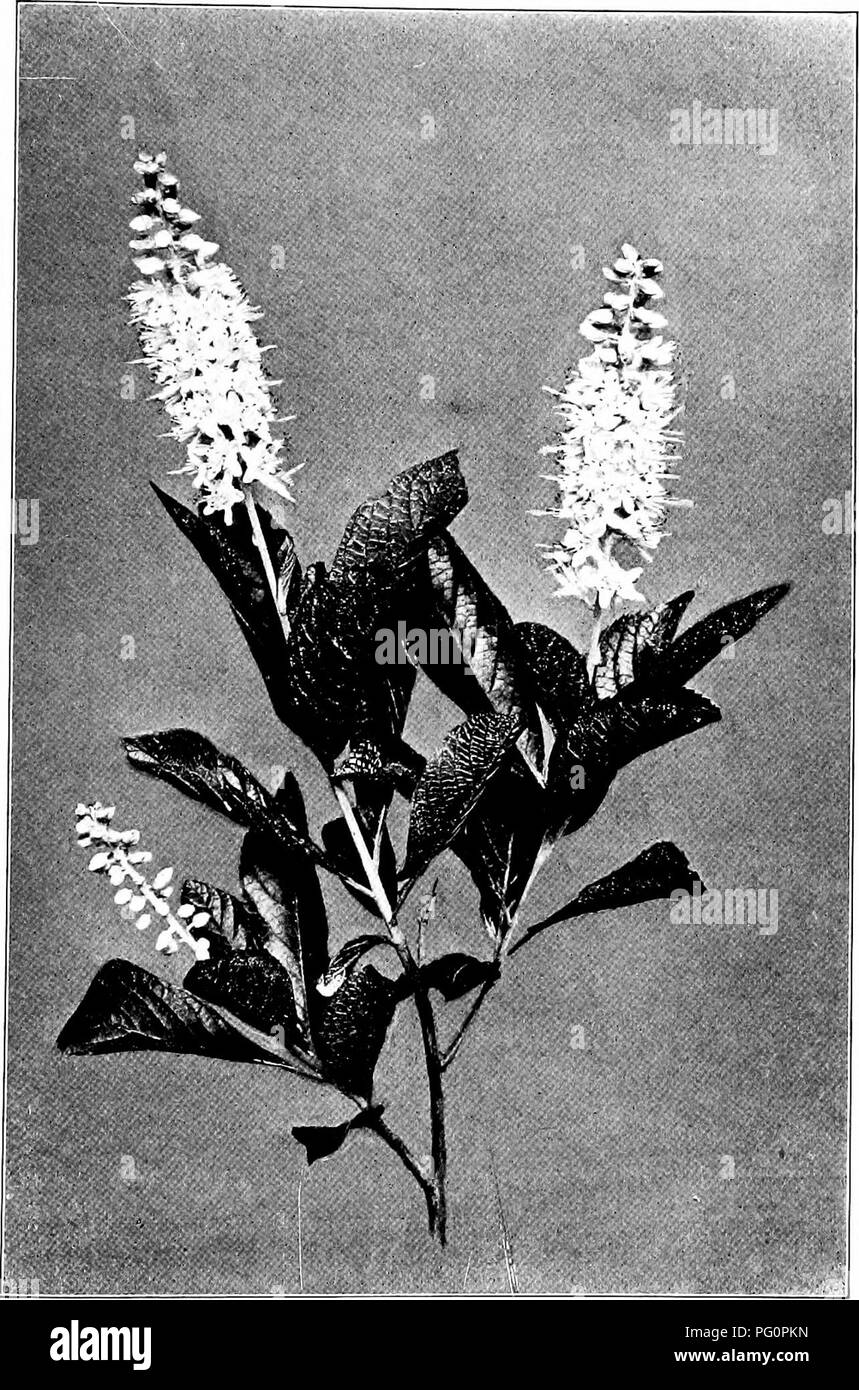 . Our northern shrubs and how to identify them : a handbook for the nature-lover . Shrubs. CLETHRA. Clethra, Cletbra almfolia. Leaves 3^' to 4' long. Racemes 4' to V long.. Please note that these images are extracted from scanned page images that may have been digitally enhanced for readability - coloration and appearance of these illustrations may not perfectly resemble the original work.. Keeler, Harriet L. (Harriet Louise), 1846-1921. New York : Charles Scribner's Sons Stock Photo
