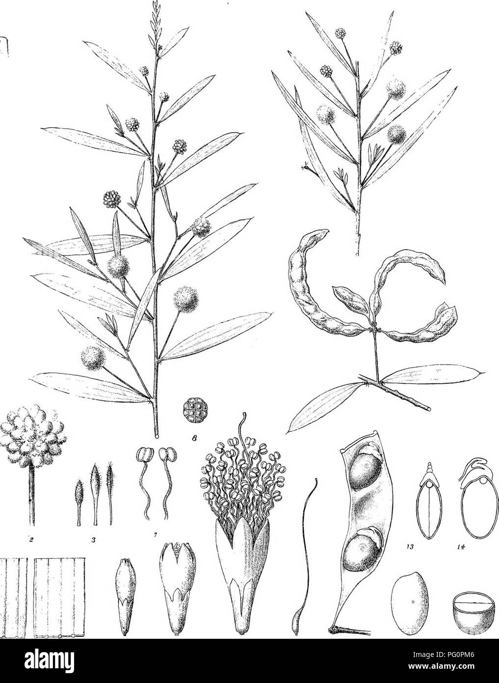 . Iconography of Australian species of Acacia and cognate genera. Acacia; Botany. m. V'' 7-1- 1^ f â â â !â¢ ( I &quot;i ii; I/' f^ R Graff del.C.TroeieUC^Litk EyM.direxit. Steam Litho Gov Printing Office, Melb A(Â§aÂ®k fM(BhB(&amp;m^ FvM. Please note that these images are extracted from scanned page images that may have been digitally enhanced for readability - coloration and appearance of these illustrations may not perfectly resemble the original work.. Mueller, Ferdinand von, 1825-1896. Melbourne, J. Ferres, Govt. Printer Stock Photo