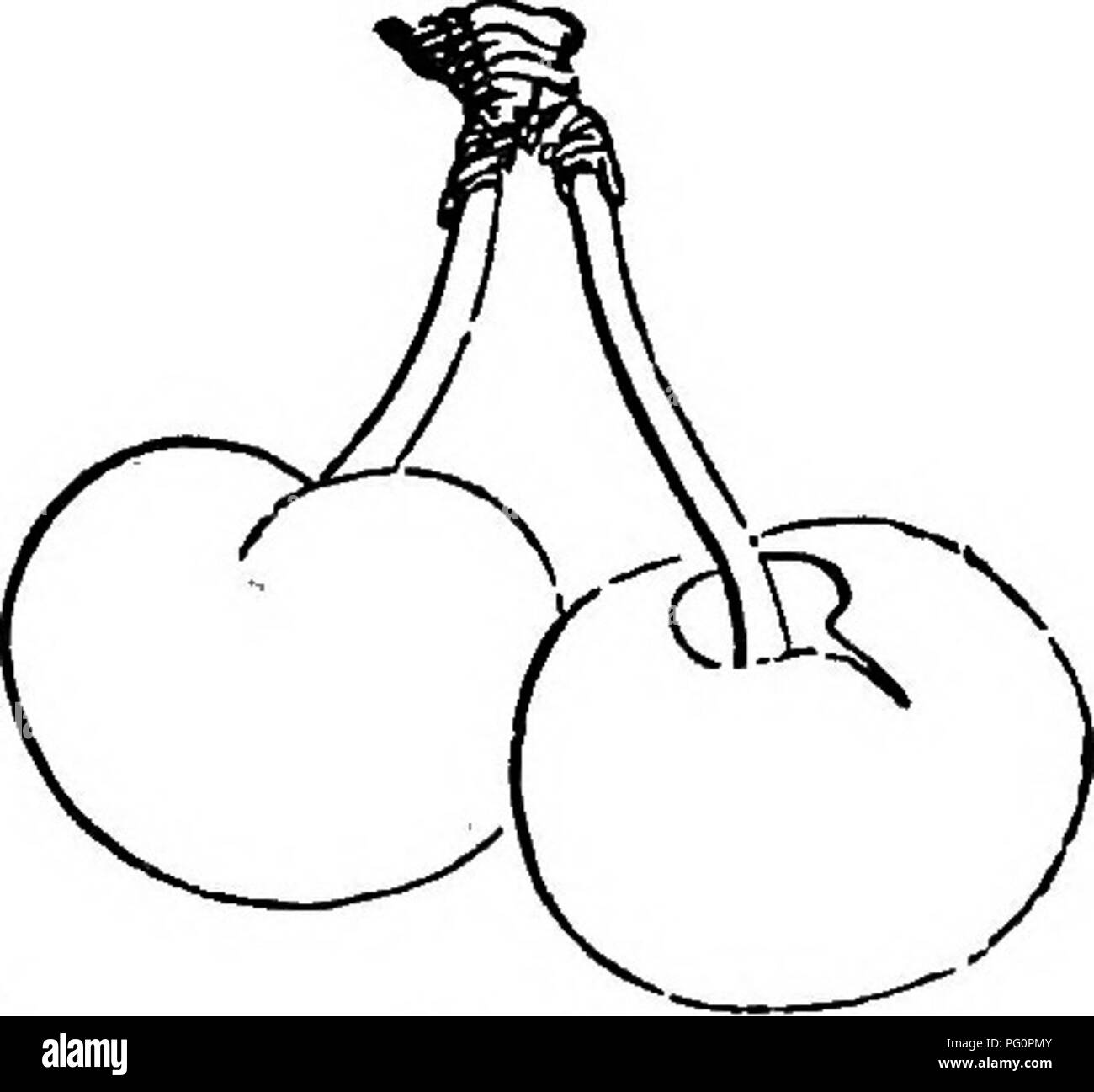 . The fruits and fruit trees of America or, The culture, propagation