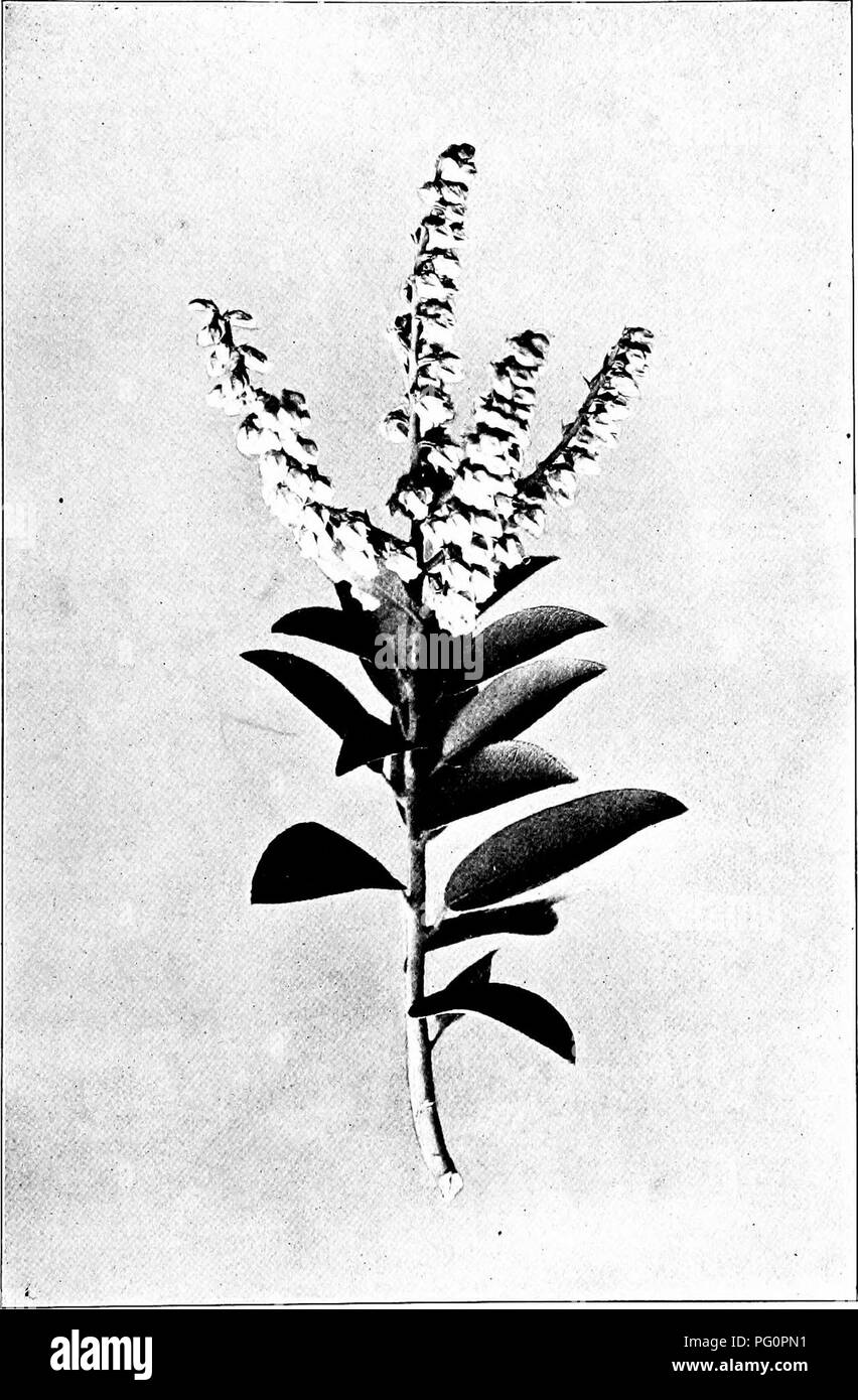 . Our northern shrubs and how to identify them : a handbook for the nature-lover . Shrubs. MOUNTAIN FETTER-BUSH. Mountain Fetter-bush, Pieris floribunda. Leaves W to 3' long.. Please note that these images are extracted from scanned page images that may have been digitally enhanced for readability - coloration and appearance of these illustrations may not perfectly resemble the original work.. Keeler, Harriet L. (Harriet Louise), 1846-1921. New York : Charles Scribner's Sons Stock Photo