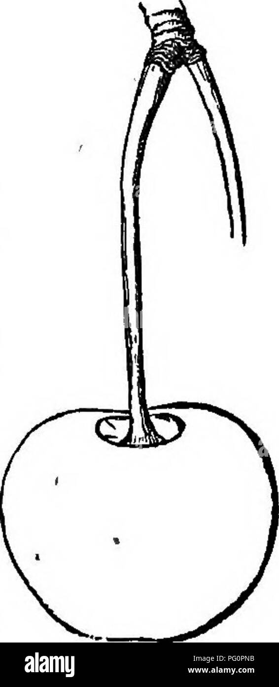 This guide covers the culture, propagation, and management of fruit trees in America, with a focus on premium varieties like the Arch Duke cherry. The text includes descriptions of tree vigor, branch structure, and fruiting characteristics, offering a detailed look at cultivation techniques for both native and foreign varieties. Stock Photo