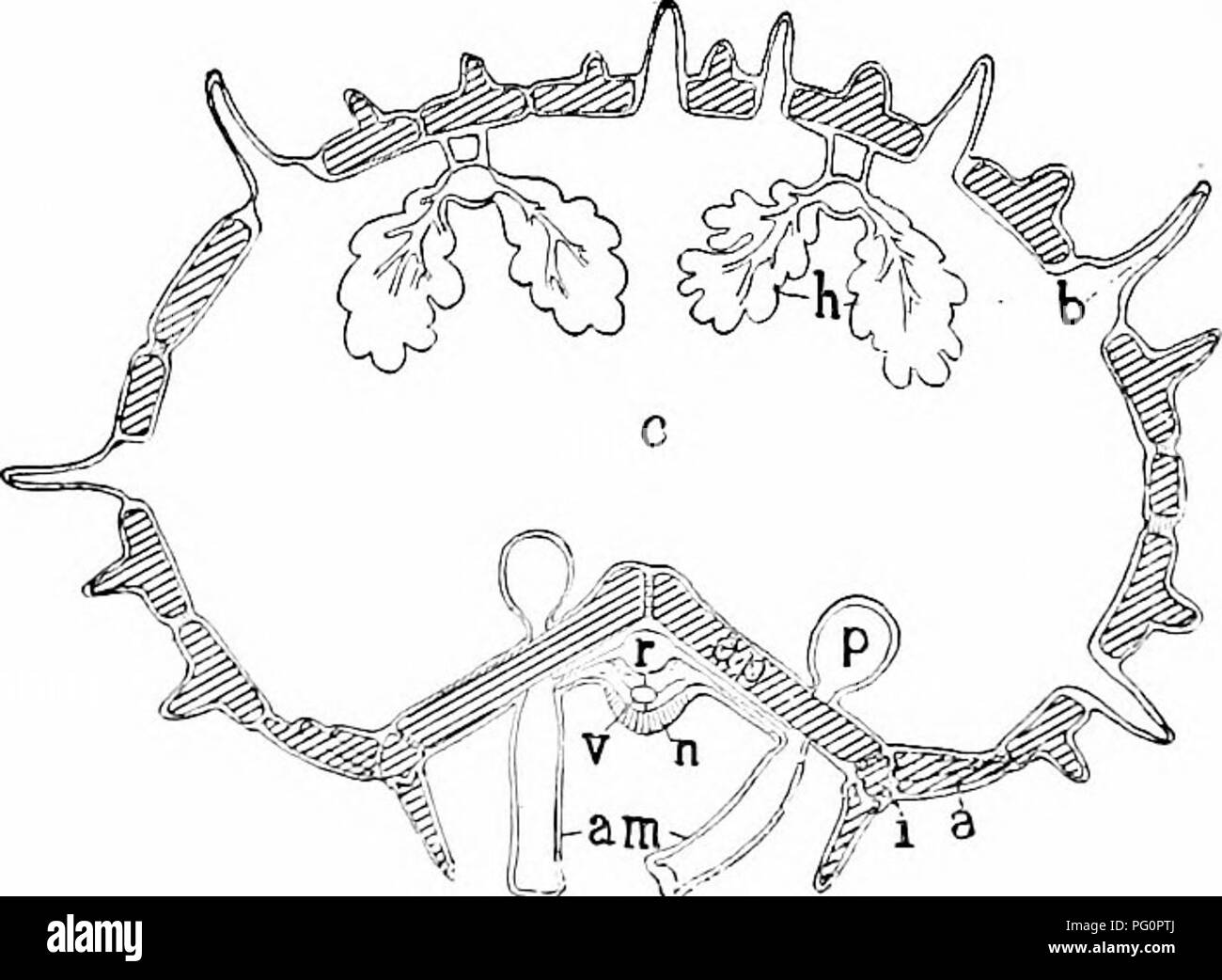 . A manual of zoology. Zoology. Fig. 285. Fig. 2S6. Fig. 2S5.—Comet form of Linckiamultiflora (f rem Korschelt-Heider) One of the arms is producing a new animal by budding. Fig. 286.—Cukita pentangularjs, aboral view (from Ludwig). a, madreporite; 6, reflexed end of ambulacral grooves. The skin is everywhere protected by large and small plates jointed together. In life it is extremely flexible, the arms can be bent in any direction, and the animal can work its way through narrow openings. Of the skeletal pieces the amhulacral plates need special mention. These. Please note that these images ar Stock Photo