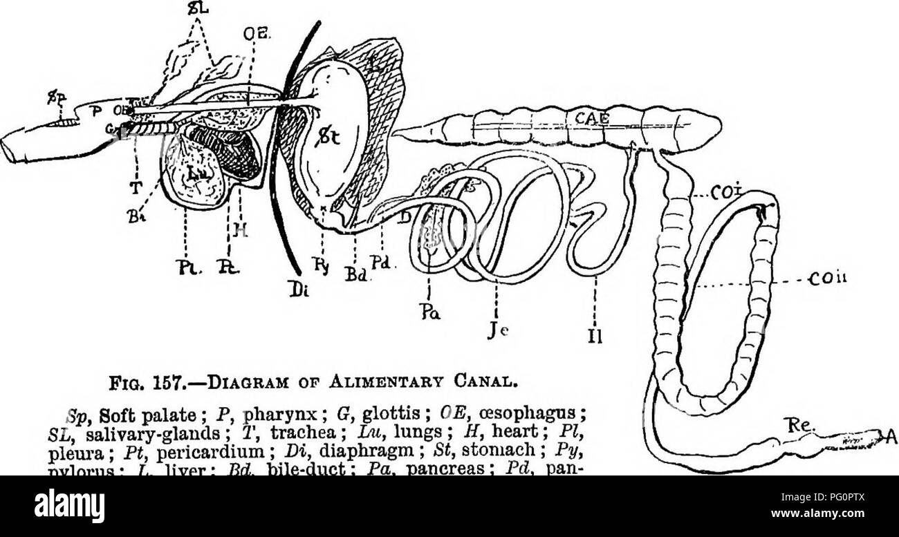. A text-book of agricultural zoology. Zoology, Economic. THE ALIMENTAEY CANAL. 299 ments of the body are brouglit about. Into the grouping of these muscles we have not space to enter here. In a transverse section of the horse two cavities will be seen —the dorsal tube with the spine, and the large ventral ab- dominal cavity. In a longitudinal section three cavities will be exposed—the long neural tube, and the body divided also into two by a membranous partition, the diaphragm (fig. 157, Di), the front division being the thorax, the posterior the abdomen. The digestive tube or alimentary cana Stock Photo