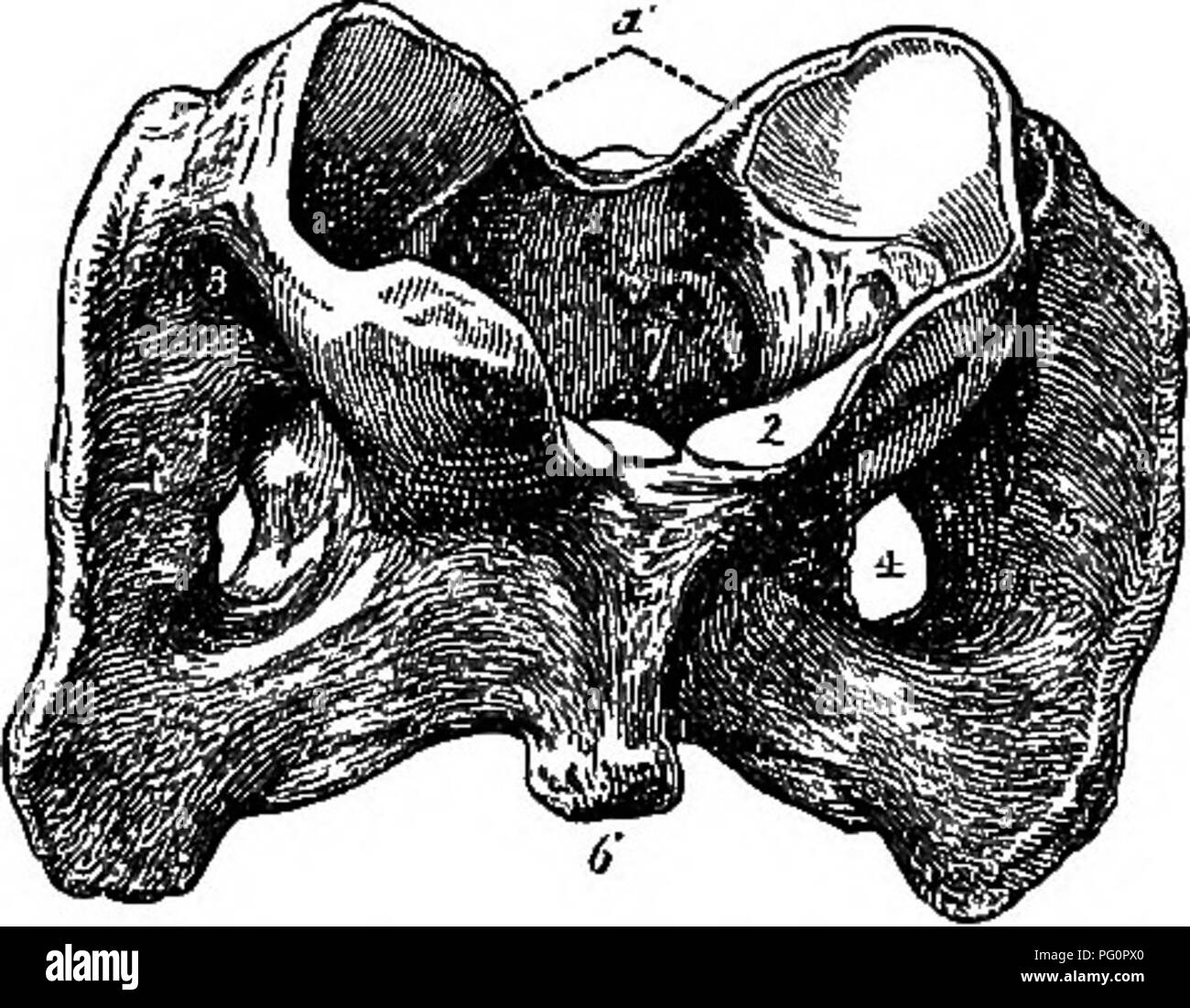 Odontoid process hi-res stock photography and images - Alamy