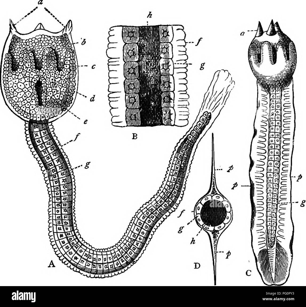 . A text-book of agricultural zoology. Zoology, Economic. ACEANIA (AMPHIOXUS). 279. Pig. 145.—Development of a Tunicate. A, Larva of Botryllus, greatly enlarged: a, processes for attachment; &amp;, primitive cells from which digestive organs develop; d, eye-spot; e, entrance to branchial sac; /. external test; g, large cells forming central axis, b, Portion of tail, enlarged: h, central axis, c, Another larva, d, Diagrammatic cross-section of the tail: p, p, fins; h, central axis; g, cellular, and/, external sheath. (Nicholson.) In AmpMoxus (fig. 146) we have a permanent dorsal nervous system  Stock Photo