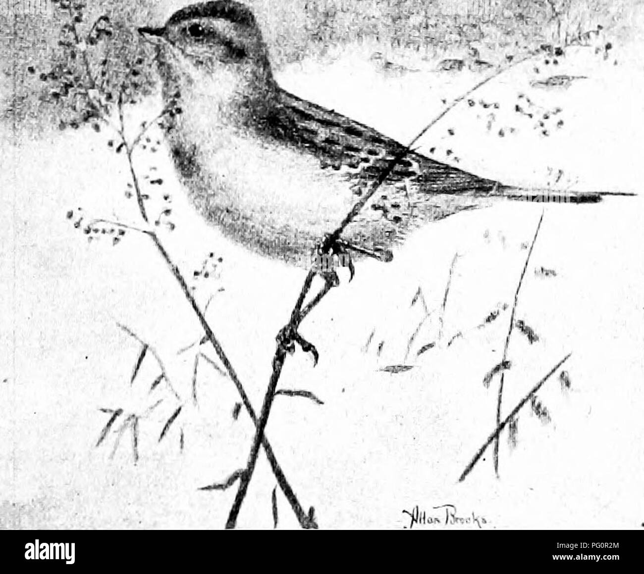 . Elementary biology, animal and human. Biology. Fig. 69. - Kingbird. {CourtOHy Audubon Society.) of National. Fig. 70. — Tree sparrow. (Courtesy of National Audubon Society.). Please note that these images are extracted from scanned page images that may have been digitally enhanced for readability - coloration and appearance of these illustrations may not perfectly resemble the original work.. Peabody, James Edward, b. 1869; Hunt, Arthur Ellsworth, joint author. New York, The Macmillan company Stock Photo