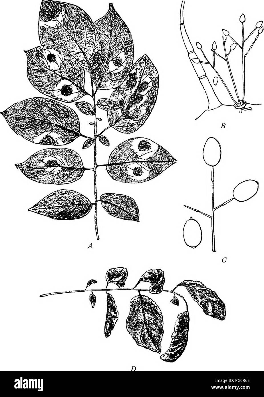. Diseases of plants induced by cryptogamic parasites : introduction to the study of pathogenic Fungi, slime-Fungi, bacteria, &amp; Algae . Plant diseases; Parasitic plants; Fungi. PHYTOPHTHORA. 121. Fig. 32.—Pkytopkthora infestans. The Potato disease. A, Potato leaf with brown spots and white patches of fuDgi on the lower side. £, Groups of conidio- phores emerging from a stoma close beside a hair of the potato leaf. C, Conidio- phores and conidia, much enlarged. B, Leaf of potato much shrivelled up and brown, as in the later stages of the disea-se. (y. Tubeuf del.). Please note that these im Stock Photo