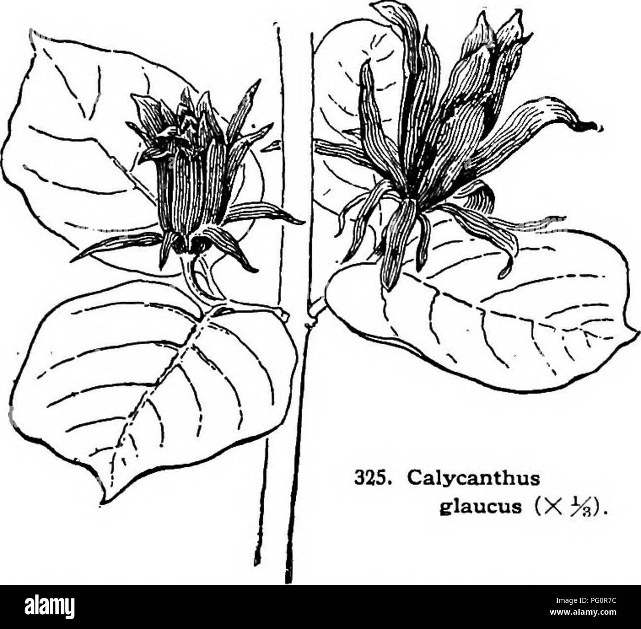 . Cyclopedia of American horticulture, comprising suggestions for cultivation of horticultural plants, descriptions of the species of fruits, vegetables, flowers, and ornamental plants sold in the United States and Canada, together with geographical and biographical sketches. Gardening. CALTHA CALYPTROGYNE 223 8tT6sa-pUno, Hort. (var. flore-pleno, Hort.). An im- provement on the above ; fls. larger, of greater sub- stance, and often much doubled. Very beautiful. K. C. Davis and J. B. Keller. CALTBOPS. Trapa. CALYCANTHUS (Kalyx and anthos, flower; the calyx is large and conspicuous). CalycantMc Stock Photo