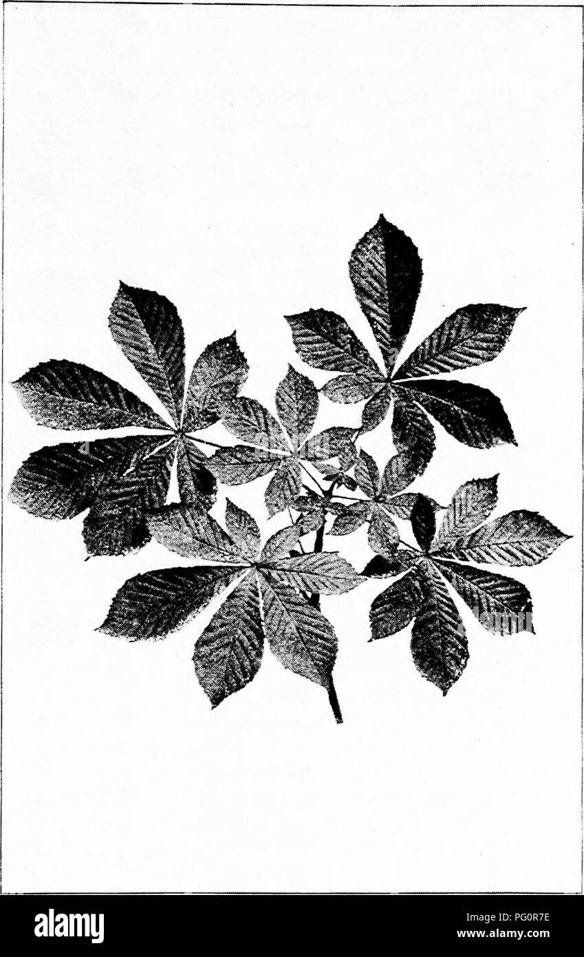 Native Pointing Tree This guide provides a popular study of native trees, including detailed ...