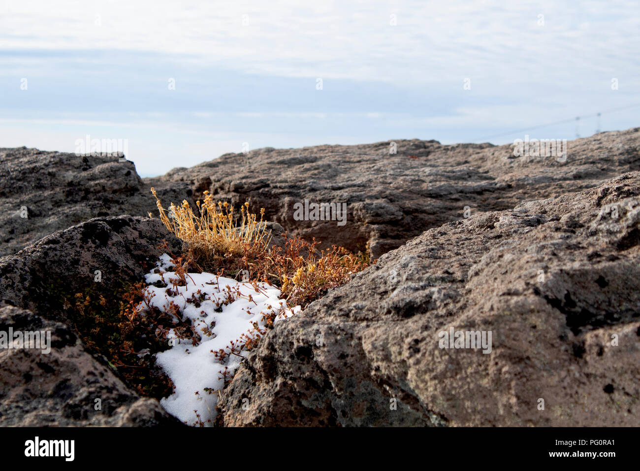 Alpine plants nestled in rocks and snow Stock Photo - Alamy