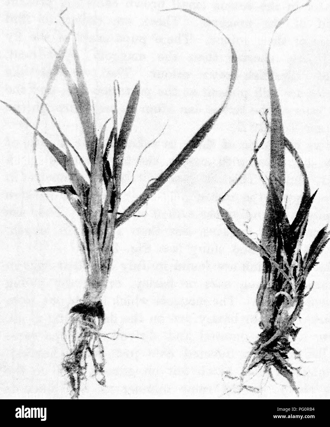 This image illustrates the impact of the frit fly (*Oecinus frit*) on oat plants. The pest affects young oat crops by causing deformation in the roots, leading to poor growth. The illustration is part of a study on agricultural pests, focusing on how various fungi and insects harm crops. Stock Photo