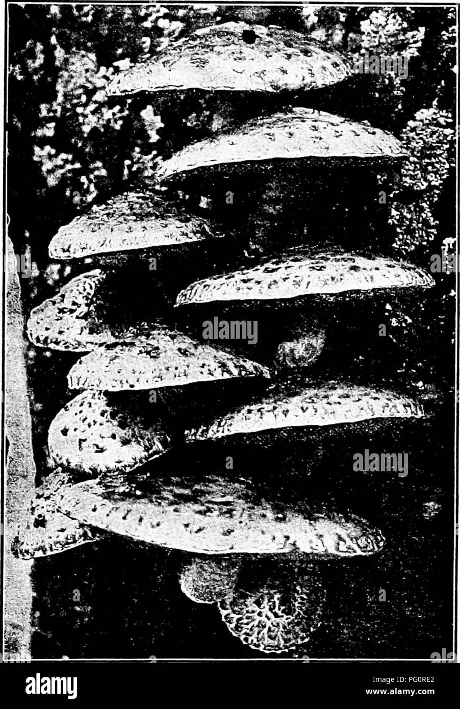 . The fungi which cause plant disease . Plant diseases; Fungi. THE FUNGI WHICH CAUSE PLANT DISEASE 453 annulus none; volva present. Easily distinguished from all otlier pink-spored genera by the volva. Fig. 322. About thirtj'-six species.. Fig. 321.—Pholiota adiposa. After Clements. V. bombycina (Scha.) Quel. Cap large, 8-25 cm. wide, all white and silky, more rarelj' some- what scaly, hemispheric or bell-shaped to convex; stem 8-12 cm. by 1-2 cm., white, smooth, tapering upward, solid, volva large and spreading; gills free, salmon-pink, crowded, spores elliptic, 6-7 X 4 ^. It is often parasit Stock Photo