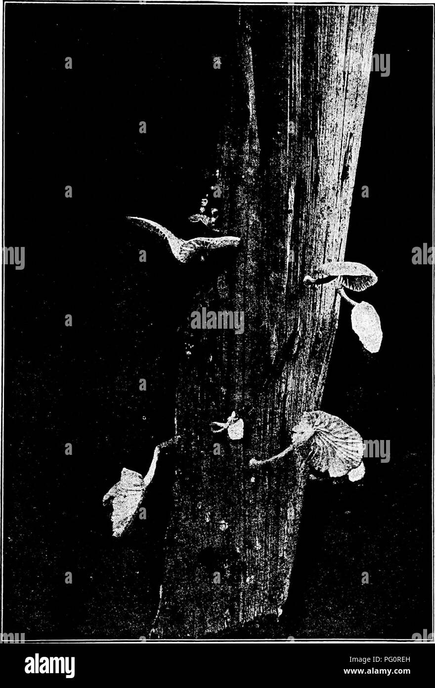 . The fungi which cause plant disease . Plant diseases; Fungi. THE FUiNGI WHICH CAUSE PLANT DISEASE 447. Fig. 318.—Marasmius plicatus. After Fulton.. Please note that these images are extracted from scanned page images that may have been digitally enhanced for readability - coloration and appearance of these illustrations may not perfectly resemble the original work.. Stevens, Frank Lincoln, 1871-1934. New York : Macmillan Stock Photo
