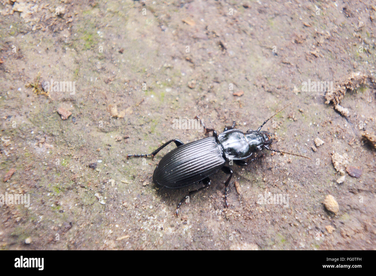 A black ground beetle on muddy soil. Stock Photo