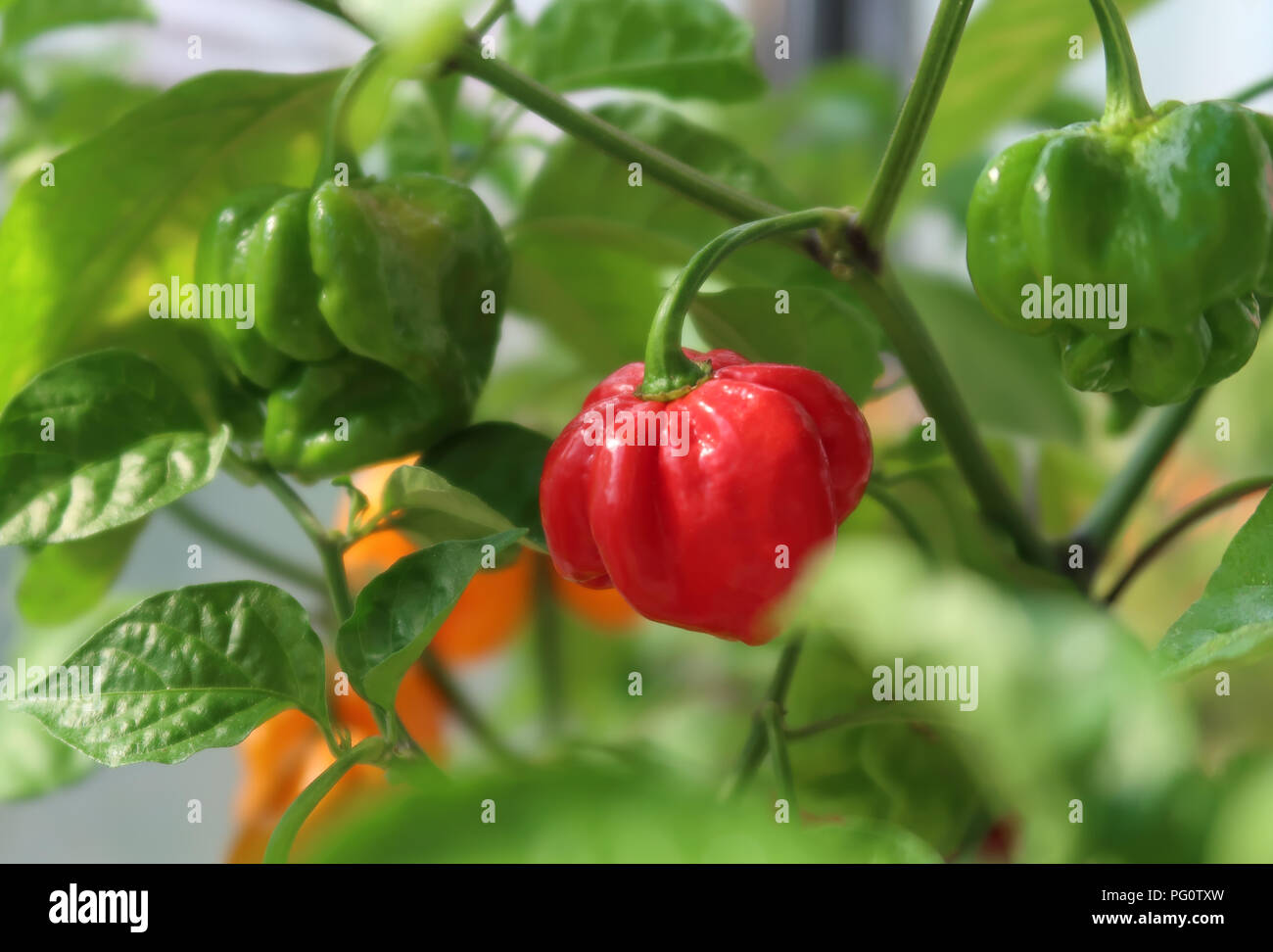 Chili peppers in a garden Stock Photo Alamy