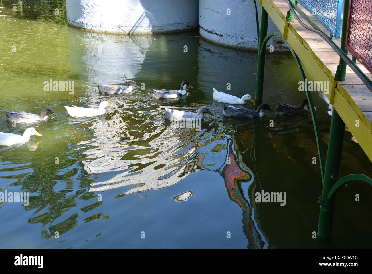Duck Waving Beautiful wild ducks floating in a pond with green water Stock Photo ...