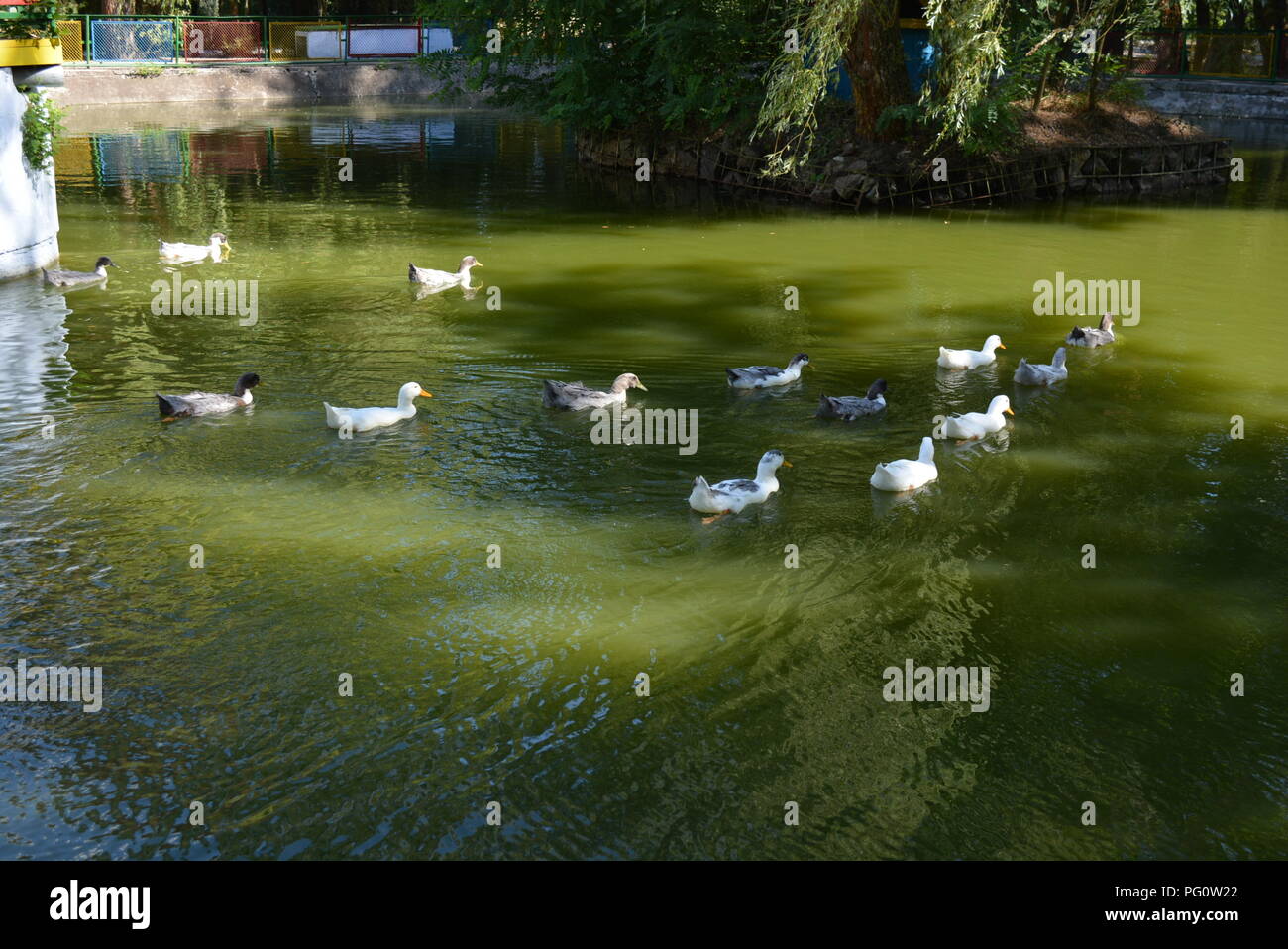 Duck Waving Beautiful wild ducks floating in a pond with green water Stock Photo ...