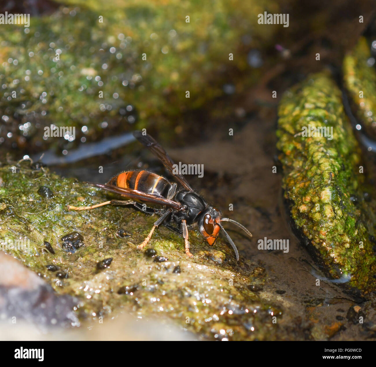 Asian hornet (Vespa velutina) drinking water from the riverbed Stock Photo