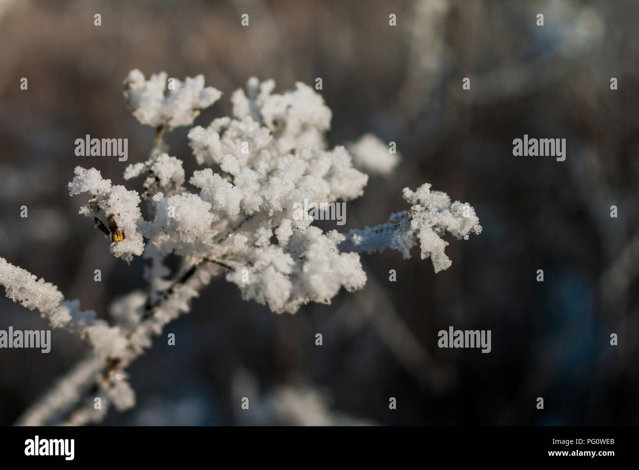 Winter Theme Concept: Closeup Of Frosted Weeds Branch Under The Snow, Blurred Background Stock Photo