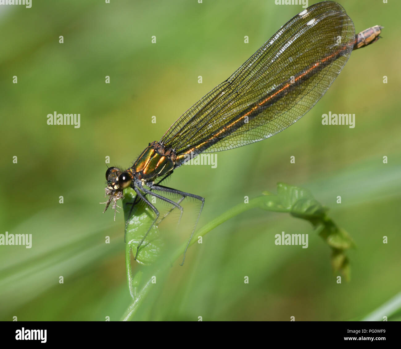 Beautiful demoiselle female devouring a newly hunted insect Stock Photo