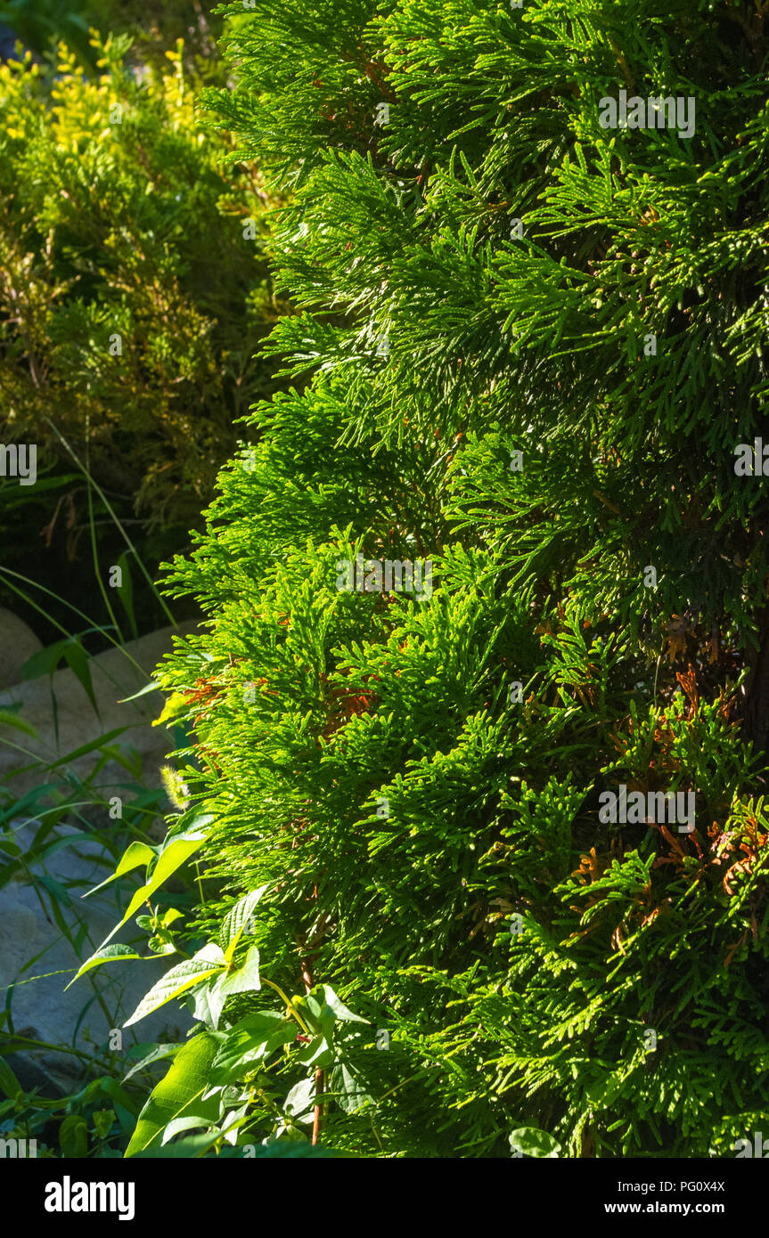 Incense cedar tree Calocedrus decurrens branch close up. Thuja cones
