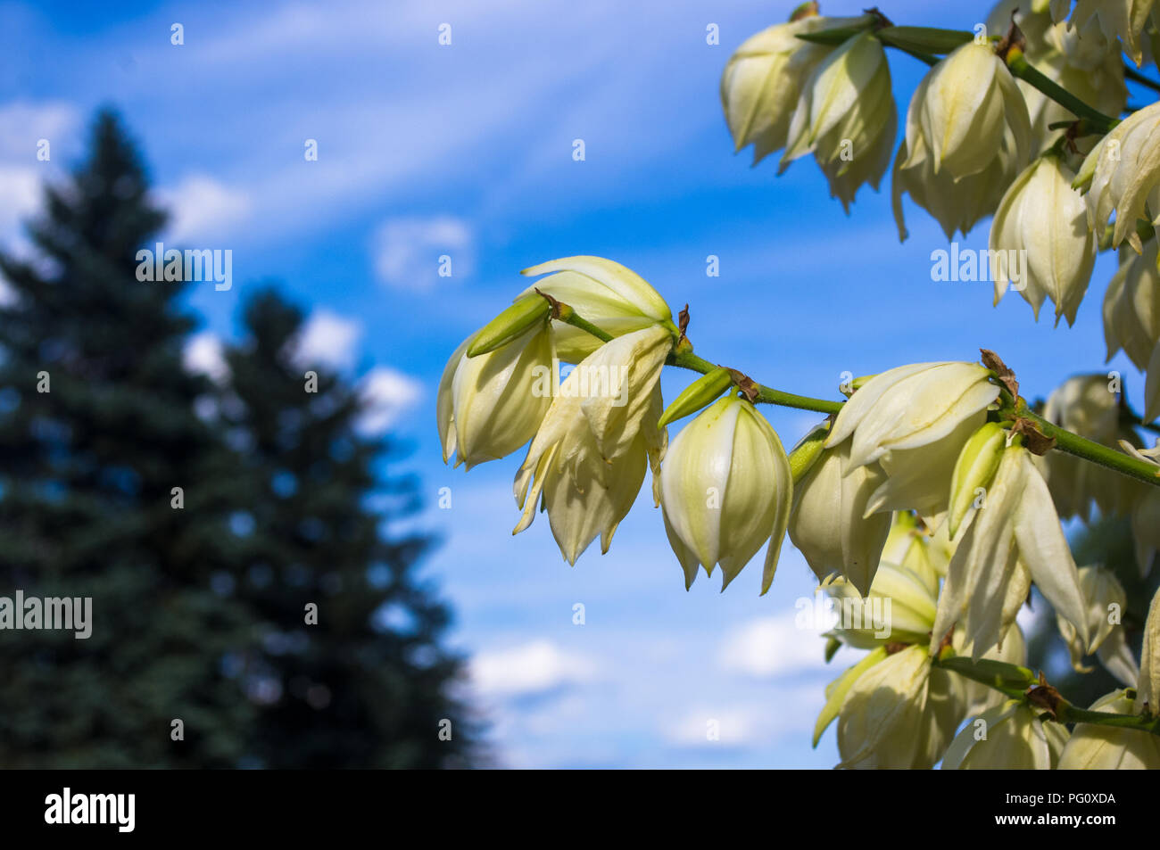 White Yucca filamentosa bush flowers, Adams needle, Spanish