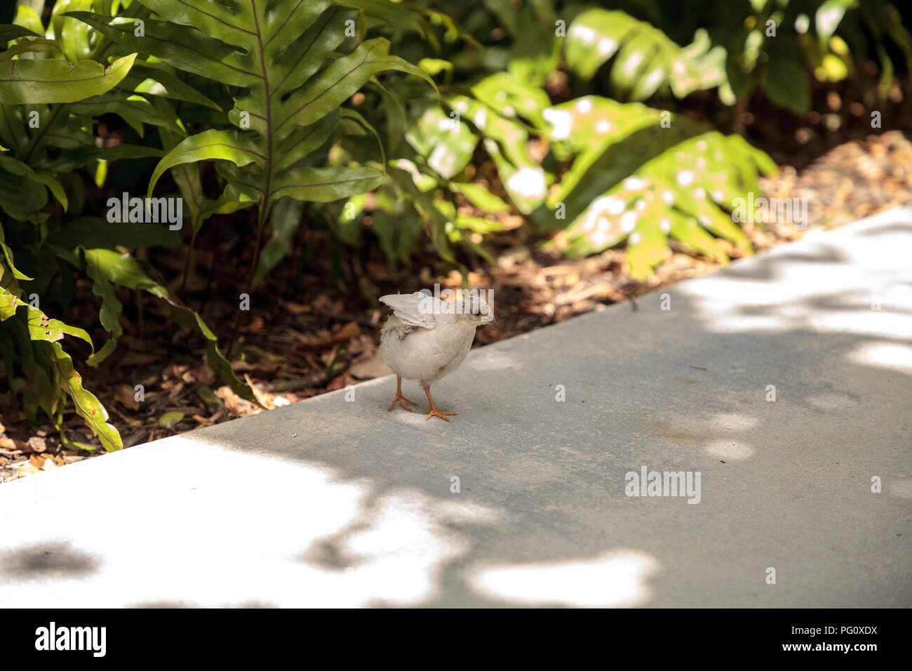 Baby Chinese Painted quail Coturnix chinensis chicks forage for food in