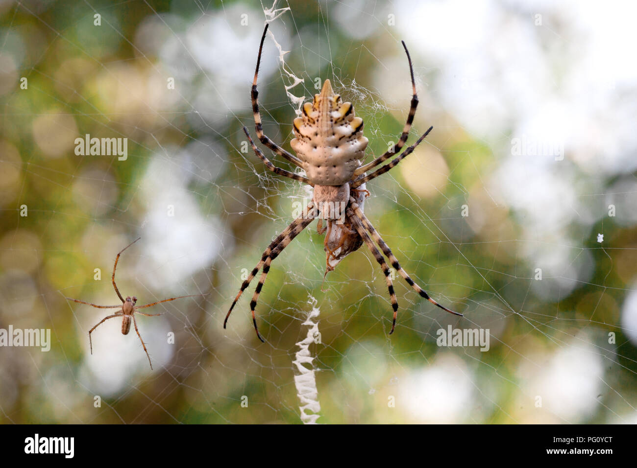 A Terrible Poisonous Spider Argiope Lobata A Female And A Male