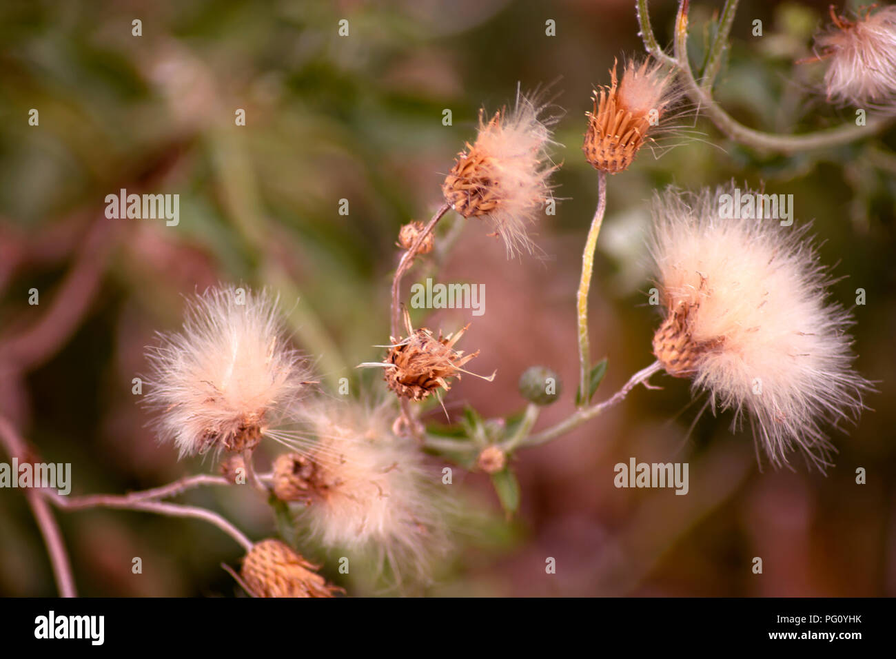 DE - Concept nature : The Mimosa Stock Photo