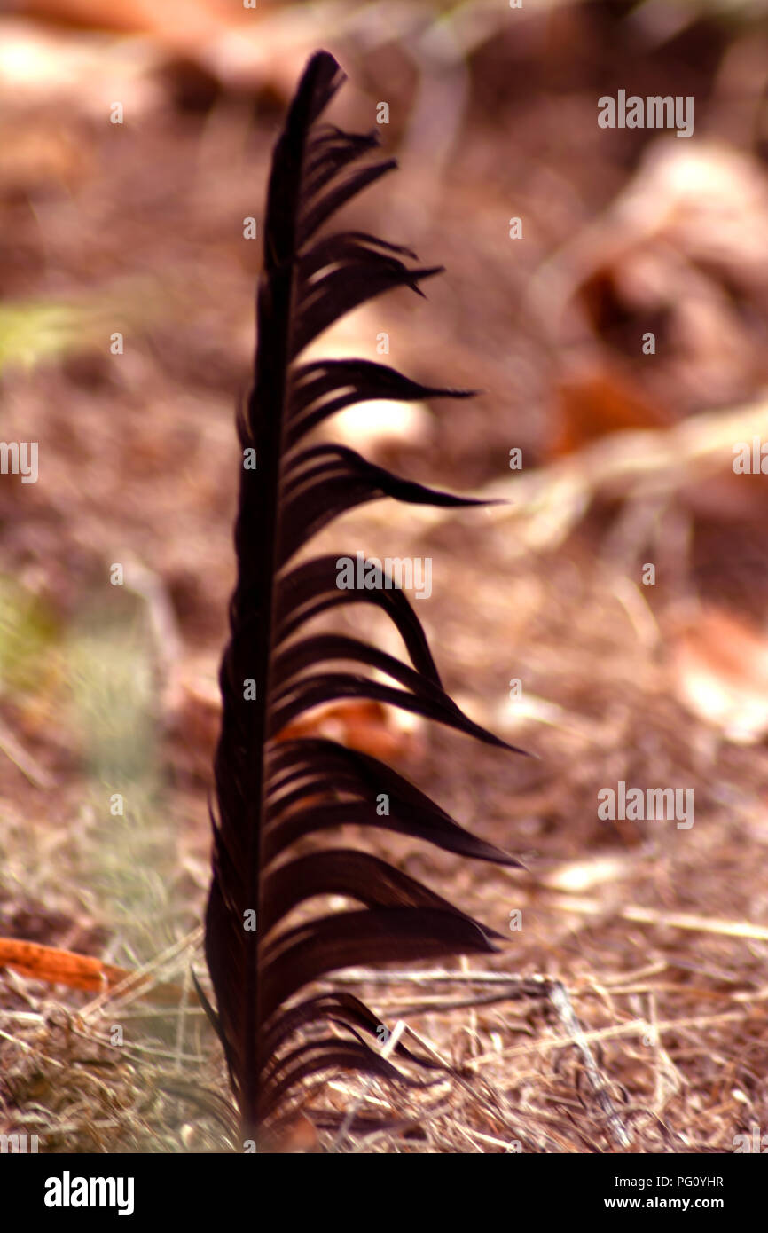 DE - Concept nature : The feather Stock Photo
