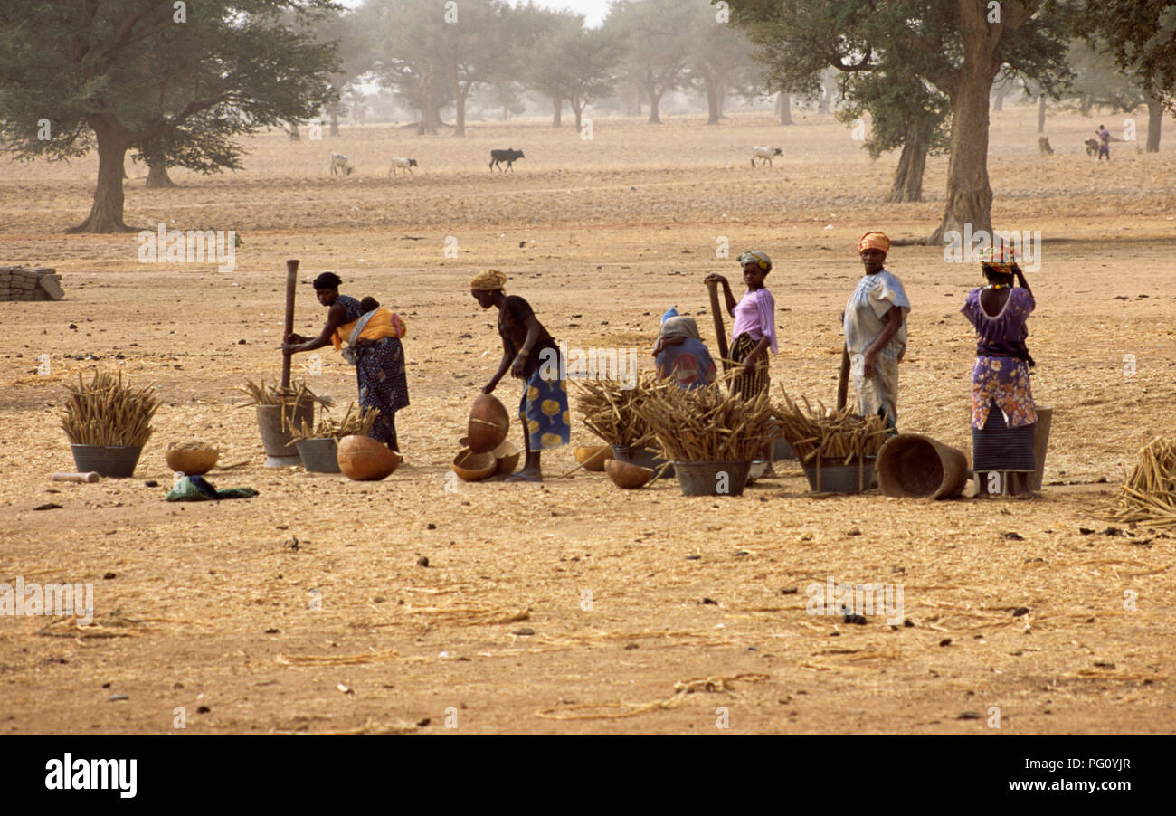 Malian women pounding millet near Mopti, in Mali                FOR EDITORIAL USE ONLY Stock Photo