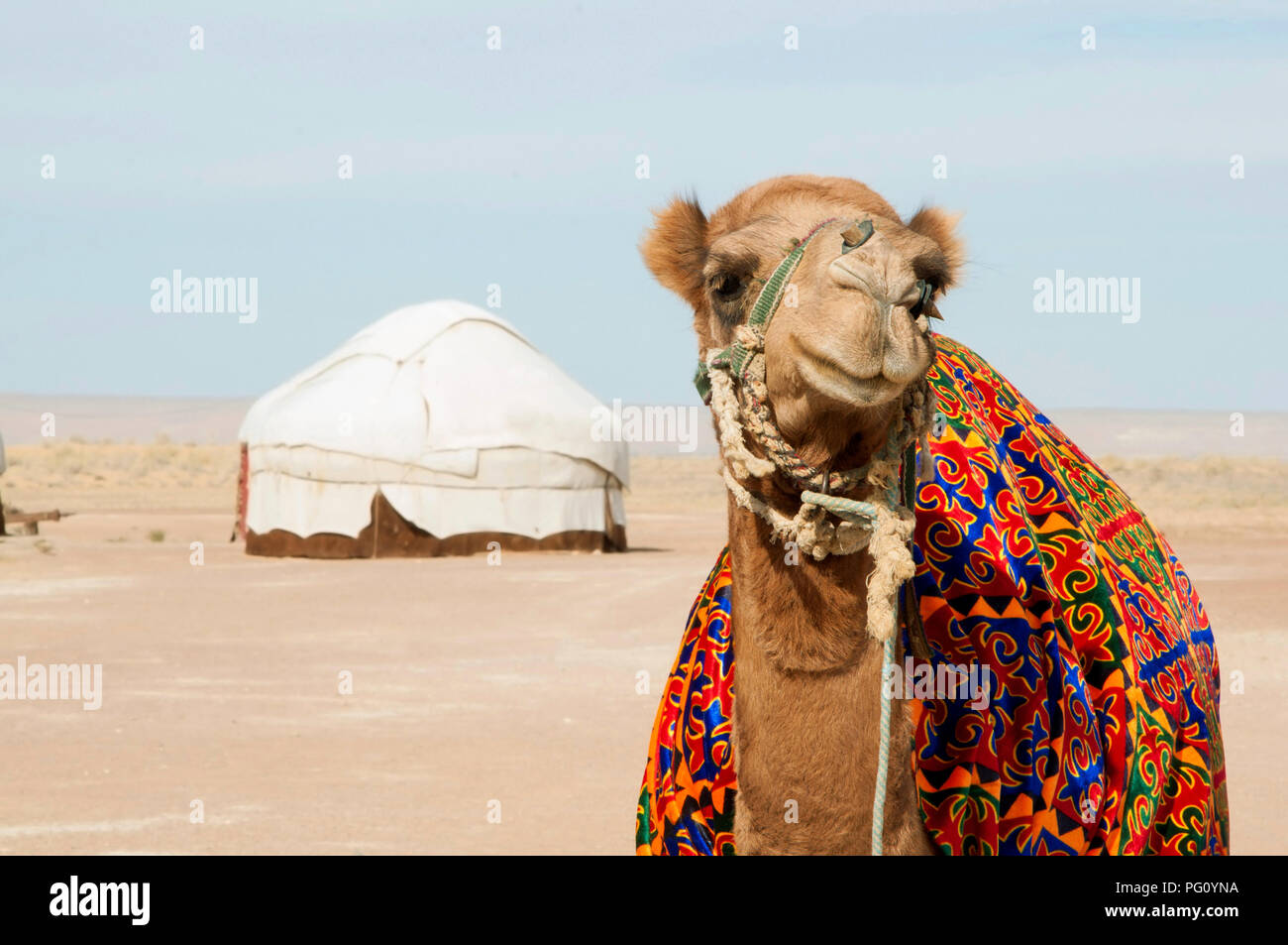 Cute camel smiling in front of yurt camp in Kyzylkum Desert in Central Asia, Uzbekistan Stock Photo