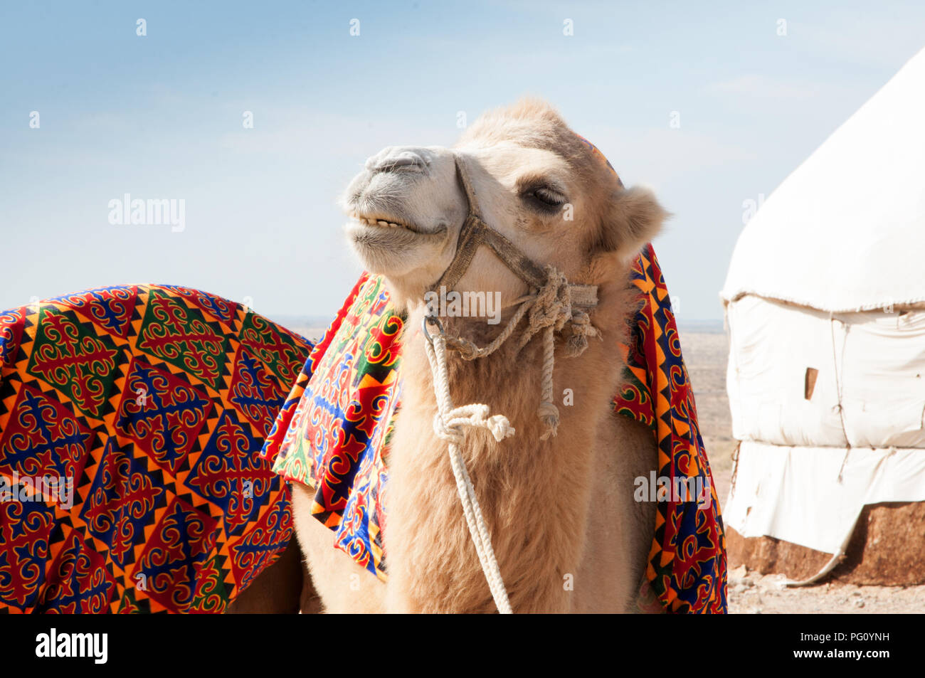 Portrait of funny white fur camel in front of yurt camp in Central Asia, Uzbekistan Stock Photo
