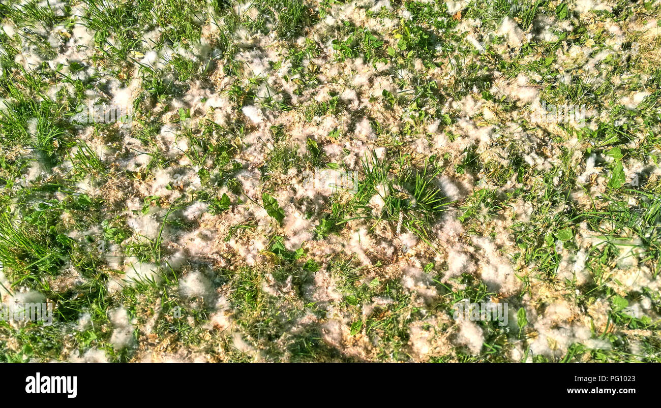 Fluffy allergic white poplar seeds covering the grass in the local park Stock Photo