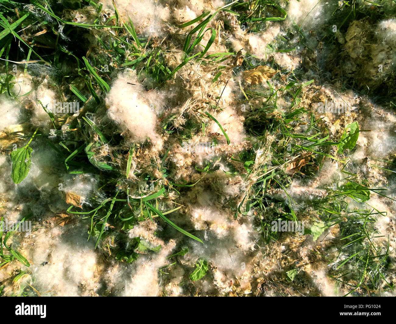 Fluffy allergic white poplar seeds covering the grass in the local park Stock Photo
