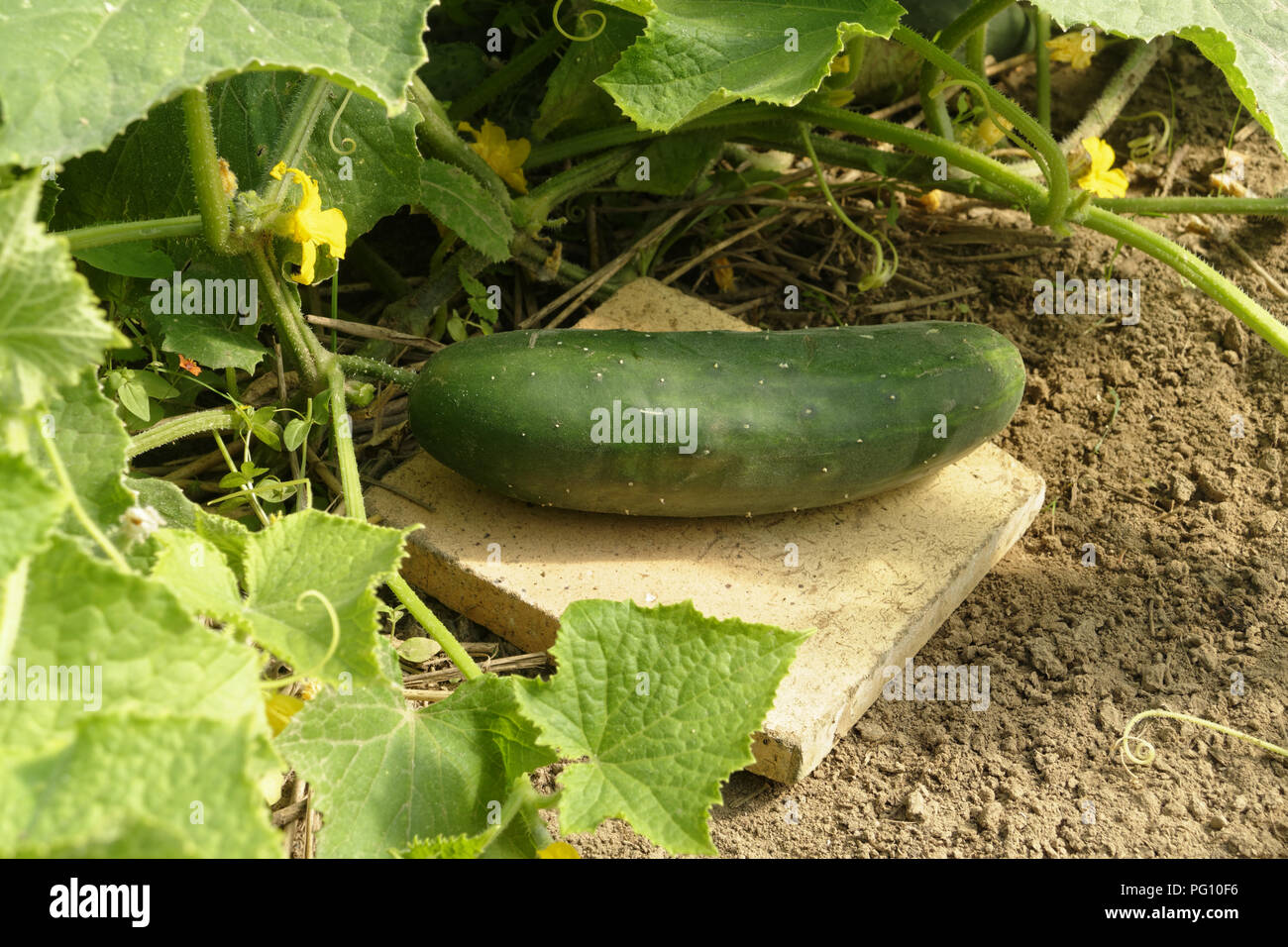 Cucumber (Cucumis Sativus) growing in the vegetable garden (Suzanne's vegetable garden, Le Pas, Mayenne, Pays de la Loire, France). Stock Photo