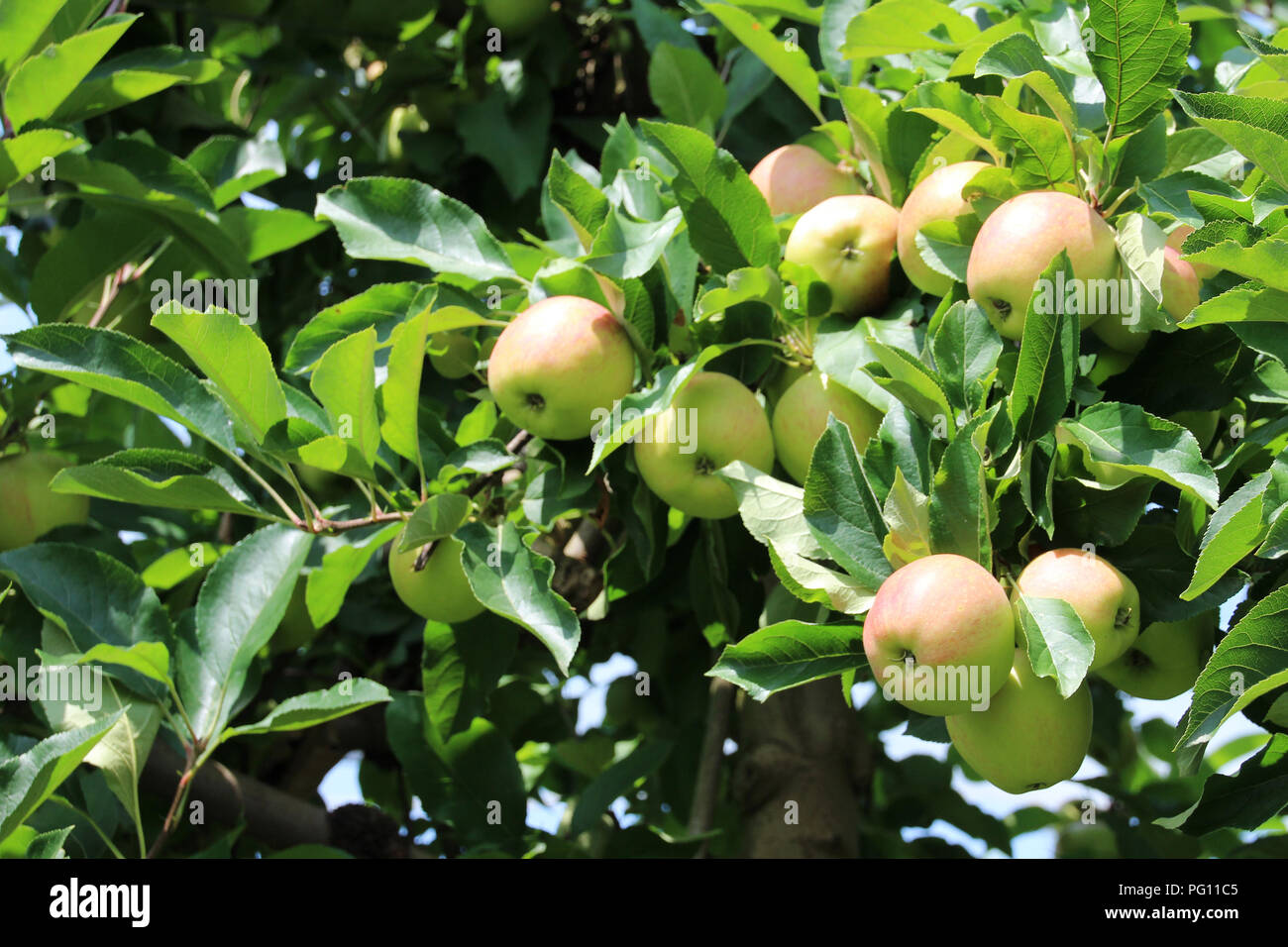 close-up of green, yellow, red apples growing on tree in orchard, against background of dark green leaves in sunlight with shadows Stock Photo