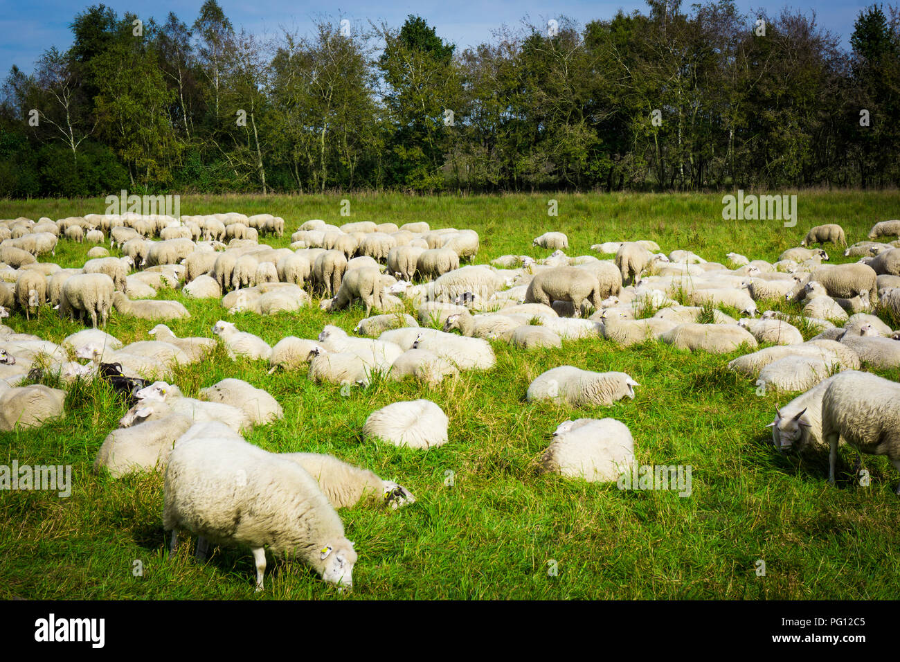 Sheep in nature on meadow Stock Photo - Alamy