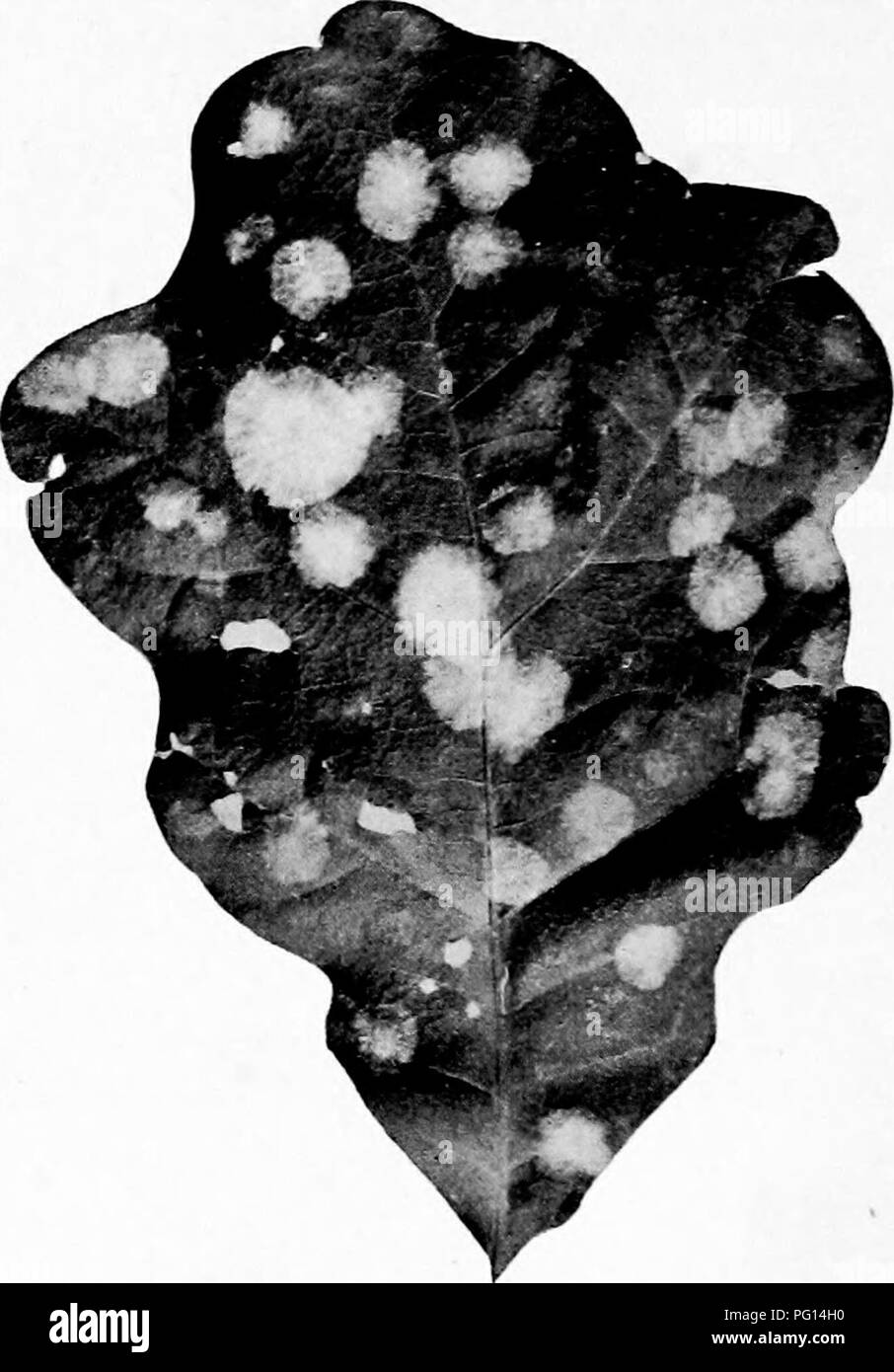 . Manual of tree diseases . Trees. 242 MANUAL OF TREE DISEASES of many