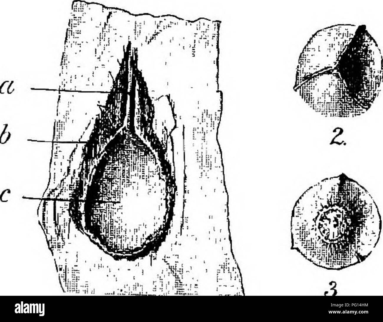 . Fossil plants : for students of botany and geology . Paleobotany. 120 MEDULLOSEAE [CH. an inner flesh. Transverse sections show that the sclerotesta has three sharp longitudinal keels with corresponding furrows on the inner face, and between each pair of main ribs are 2—3 less prominent ridges, usually 12 in all (fig. 426). The sarcotesta consists of thin-walled parenchyma passing externally into a. 1. Tig. 424. Trigonocarpws. 1. Section of imperfect seed showing a mioropyle; b, sclerotesta; c, cast of seed-cavity; 2, 3, apical and basal view of seed-cast. (Approximately nat. size.) M. S.. P Stock Photo