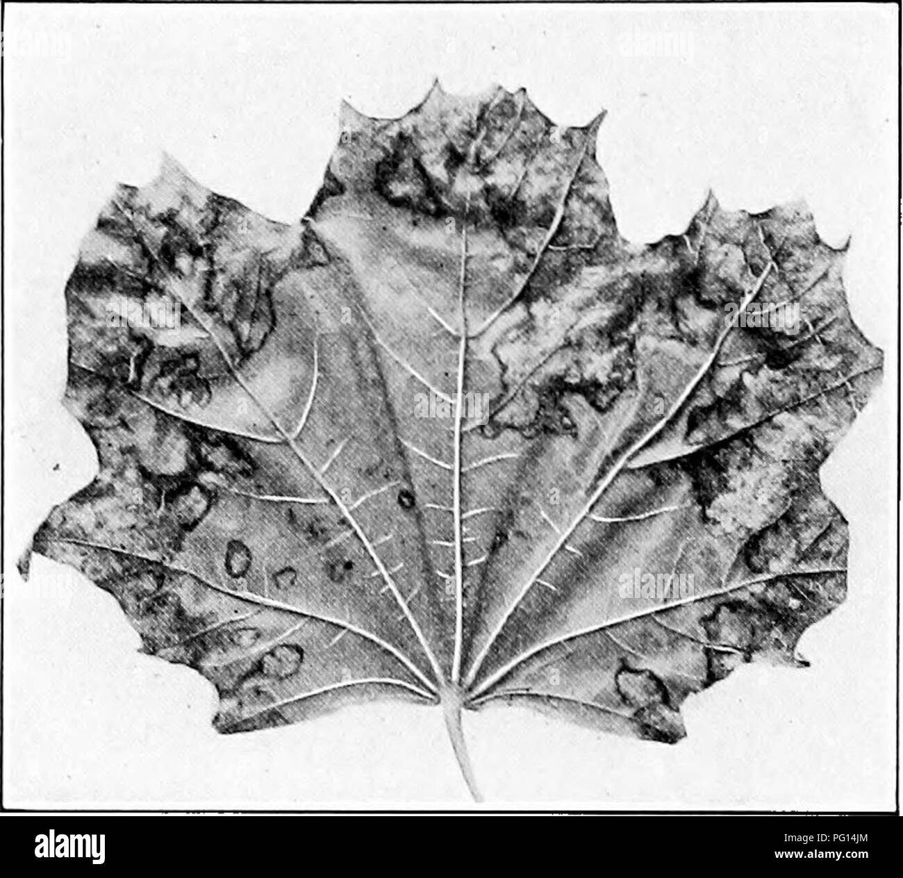 . Manual of tree diseases . Trees. MAPLE DISEASES 227 In wet seasons defoliation may result. The illustrations show the effect of these diseases on the leaf (Figs. 37 and 38). Many of the other leaf-spots of maple appear similar to these, however, and no accurate determination can be made without a microscopic ex- amination of the fungus. The leaf-spot caused by Phyllo- sticta minima is characterized by light brown cir- cular spots with numerous black dot-like fruiting- bodies near the center (Fig. 37). The general char- acters of leaf- spots, and the life history of the fungi causing them, ar Stock Photo