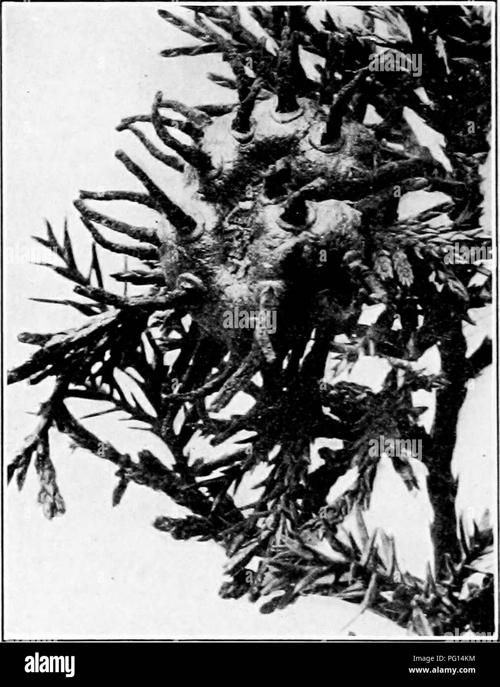 . Manual of tree diseases . Trees. 198 MANUAL OP TREE DISEASES produced on the small twigs of the red juniper. When very young, the galls can be seen to start as outgrowths of the juniper leaves (Fig. 31). The tissues of the leaf are stimulated to ovei^ growth and finally form, in a single season, the large cedar- apples, which are often an inch in diameter (Fig. 32). In this. Fig. 33. — Cedar-apple in spring of second year, showing expanded spore-horns. condition they pass the winter, and the following spring brown horns of spores are pushed out from the surface of the cedar- apples (Fig. 33) Stock Photo