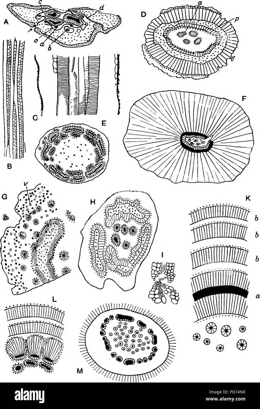 . Fossil plants : for students of botany and geology . Paleobotany. &quot;Fid. 416. Medullosa stems. A—C, Medullosa anglica; A, transverse section; a, accessory vascular strand; b, accessory strand enclosed by periderm; c, band of periderm encircling steles; d, solerenchyma between leaf and stem. B and C, longitudinal sections. (After Scott.) D, Medullosa stellata; a, star- rings; p, 'partial pith.' (After Weber and Sterzel.) E, Medullosa Solmsi. (After Weber and Sterzel.) F, Medullosa stellata, from a specimen in the British Museum (No. 13767). G, Medullosa stellata var. cortica; «, leaf-bund Stock Photo