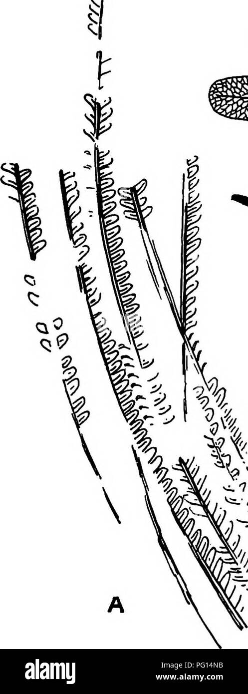 . Fossil plants : for students of botany and geology . Paleobotany. XXVIl] WEICHSELIA 495 Frond bipinnate, rachis broad ; pinnae very long, of uniform breadth and with prominent axes ; pinnules crowded, entire, with obtuse apex, usually oblong but more or less triangular or rounded towards the distal. B il l^.^ ^AX. Please note that these images are extracted from scanned page images that may have been digitally enhanced for readability - coloration and appearance of these illustrations may not perfectly resemble the original work.. Seward, A. C. (Albert Charles), 1863-1941. Cambridge : Univ Stock Photo